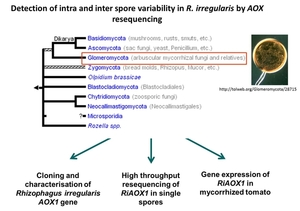 Detection of intra and inter spore variability in R. irregularis by AOX resequencing