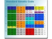 General impact of Stop Codons