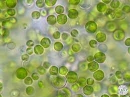 Phototrophic Microalgae Production in Industrial Size - Productivity in Theory and Praxis